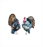 Watercolor Effect Birds