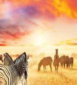South Wild Zebra