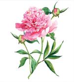 Vintage Peony