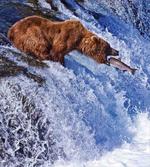 Grizzly Bear at Katmai