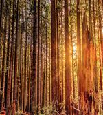 Redwoods Forestry