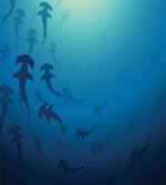 Hammerhead Shark