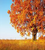 Lonely and Oak