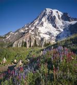 Spring Mt. Rainier Photo