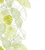 Monstera Leaf and Nature