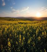 Sunset Flower Field