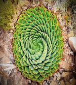Aloe Polyphylla Vera