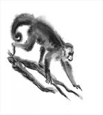 Exotic Jungle Monkey