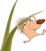 Small Hadgehog
