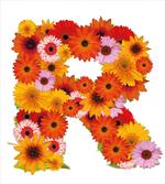 Gerbera Daisies Style artwork