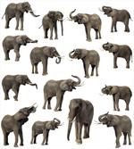 Elephants Tusk Ear