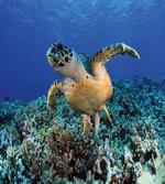 Cheloniidae Deep Ocean