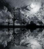 Trees Night Sky Cloud