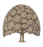 Old Oak Foliage Leaves