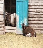 Sheep in Cottage