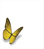 Romantic Spring Bug