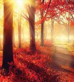 Misty Morning in Forest