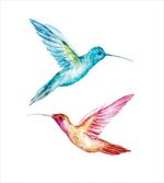 Colorful Hummingbird
