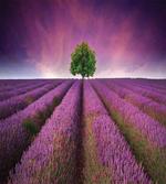 Lavender Fields and Tree artwork