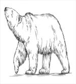 Sketch Nordic Animal