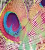 Colorful Macro Plume Photo