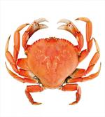 Cooked Dungeness Crab