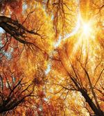 Autumn Sunbeams Forest