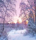 Braches Snowy Sunset