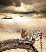 Wild Leopard