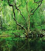 Nature Theme Jungle