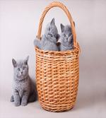 British Cats in Basket