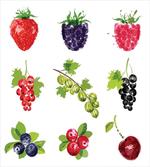 Composition of Berries