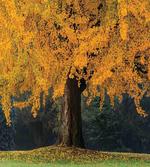 Leaves Tree Autumn Season