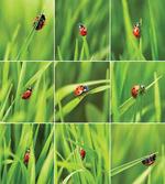 Ladybug over Fresh Grass