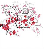 Blossoms Sakura Plant