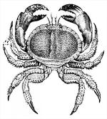 Seafood Theme Design