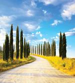 Mediterranean Trees