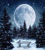 Moonlight Forest Bird