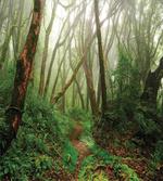 Exotic Jungle Forest