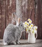 Rabbit Daisy Wooden