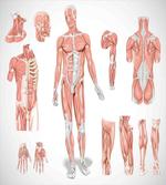 Biology Human Medical