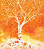 Leafless Tree Autumn
