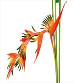 Exotic Flower Branch