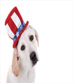 Dog with Hat