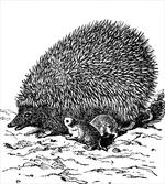 European Hedgehog