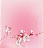 Japanese Cherry Bloom