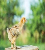Little Baby Chicken on Log