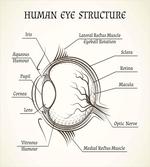 Structure of the Human Eye