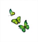 Spring Butterfly
