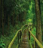 Rainforest in Thailand